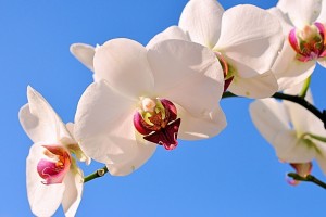 世界举重青年联赛选手科研成果商业化首批样板项目启动，2020年世界举重比赛视频